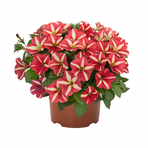 Петуния Peppy® Yellow Red (Smartunia Windmill Red) (13шт.) МАРТ