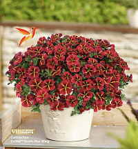 Калибрахоа COLIBRI™ Exotic Red Bling