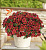 Калибрахоа COLIBRI™ Exotic Red Bling