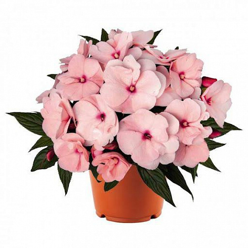 Бальзамин новогвинейский Soft Pink