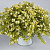 Бакопа Scopia White Golden leaves (13шт.) МАРТ