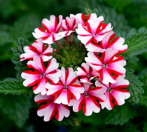 Вербена Lanai Candy Cane