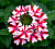Вербена Lanai Candy Cane