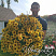 Петхоа Chameletunia® Caramel Yellow