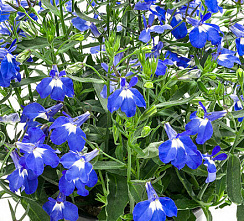 Лобелия Deep Blue (13шт.) МАРТ