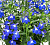 Лобелия Deep Blue (13шт.) МАРТ