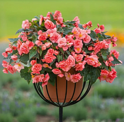 Бегония Sweet Spice English Rose