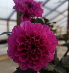 Георгина City Lights™ Neon Dahlia