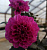 Георгина City Lights™ Neon Dahlia