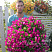 Петуния Blanket Rose
