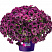 Петуния Splash Dance Magenta Mambo