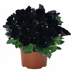 Петуния Sweetunia Black Cowboy (13 шт.) АПРЕЛЬ
