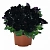 Петуния Sweetunia Black Cowboy (13 шт.) АПРЕЛЬ