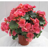Бегония Элатиор roze dragon