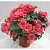 Бегония Элатиор roze dragon