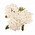 Вербена Empress Sun White (13 шт .) МАРТ
