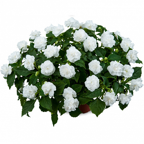 Бальзамин Уоллера Musica Pure White (13шт.) МАРТ