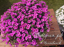 Калибрахоа Aloha Kona Pink 2024 (13 шт.) МАРТ