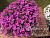 Калибрахоа Aloha Kona Pink 2024 (13 шт.) МАРТ