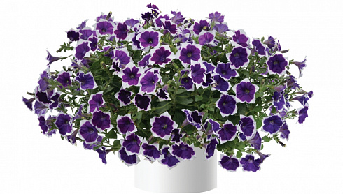 Петуния Cascadias Rim Violet (13 шт.) АПРЕЛЬ