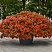 Калибрахоа Colibri Orange