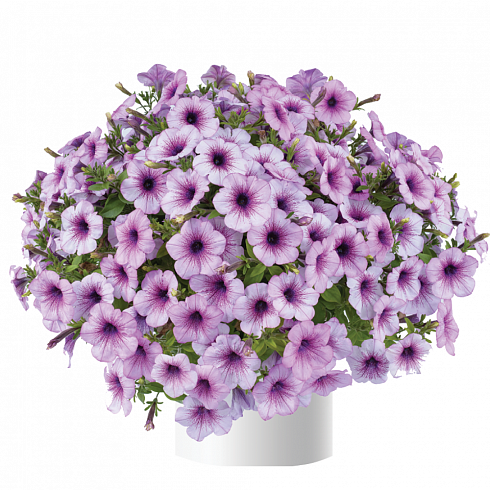 Петуния Capella™ Purple Veins (13 шт.) АПРЕЛЬ