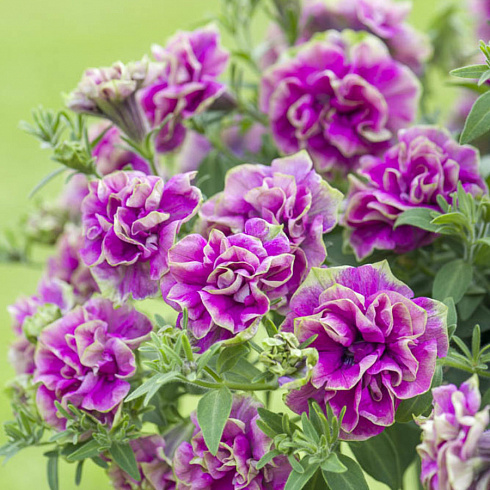 Петуния Tumbelina Darcey Rosa (13 шт.) МАРТ