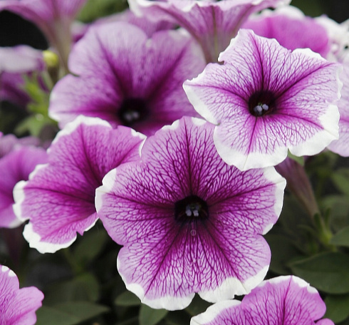 Петуния Петуния Bonnie Lavender Face