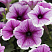 Петуния Петуния Bonnie Lavender Face