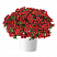 Калибрахоа COLIBRI™ Exotic Red Bling