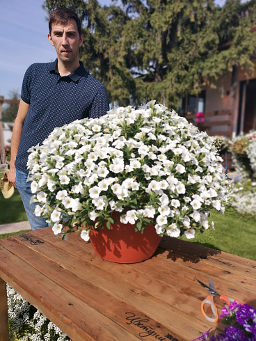 Петуния Surfinia Table White