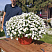 Петуния Surfinia Table White