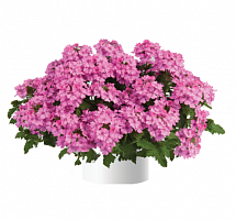 Вербена Vanessa Compact Pink