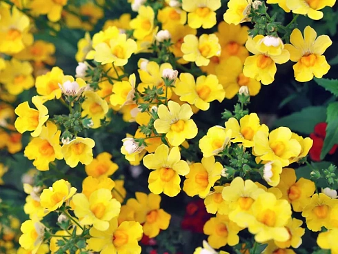 Немезия Lyric® Yellow (13 шт.) МАРТ