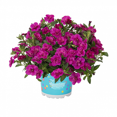 Калибрахоа Aloha Double Purple (13шт.) МАРТ