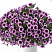 Петуния CASCADIAS Purple Ice (13шт.) АПРЕЛЬ