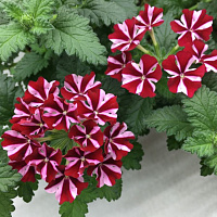 Вербена Samira Deep Red Star
