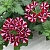 Вербена Samira Deep Red Star