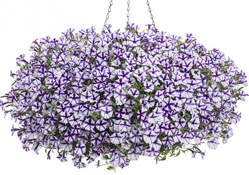 Петуния Mini Vista Violet Star