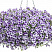 Петуния Mini Vista Violet Star
