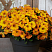 Петхоа Beautical Sunset Orange