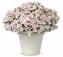 Петуния Vista Silver Berry