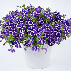 Петуния Cascadias Purple Gem (13шт.) АПРЕЛЬ