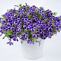 Петуния Cascadias Purple Gem (13шт.) АПРЕЛЬ