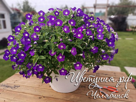 Петуния Blanket Violet