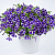 Петуния Cascadias Purple Gem (13шт.) АПРЕЛЬ