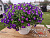 Петуния Blanket Violet