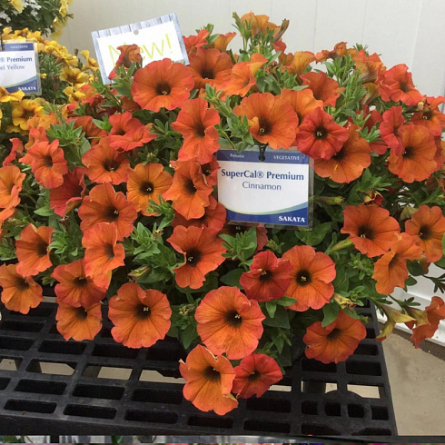 Петхоа Chameletunia® Cinnamon