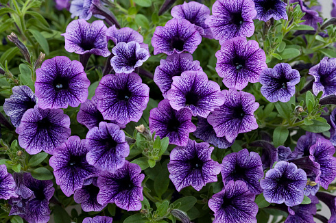 Петуния Littletunia Blue Vein (13шт.) АПРЕЛЬ