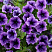 Петуния Littletunia Blue Vein (13шт.) АПРЕЛЬ